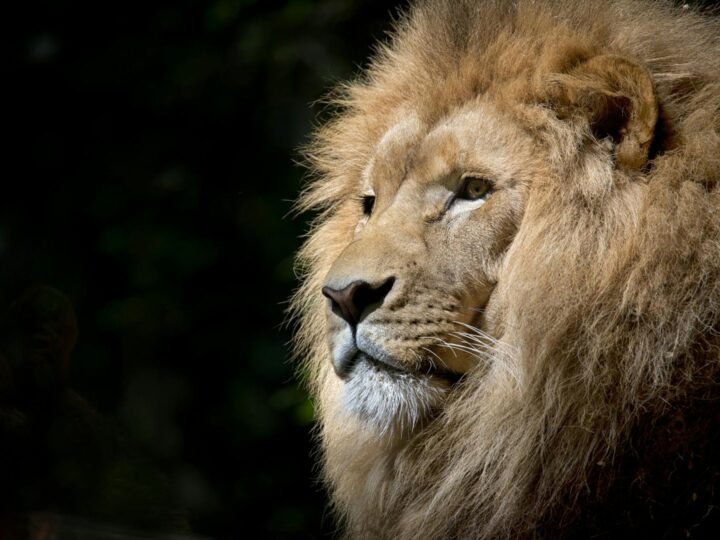 Zoo di Basilea